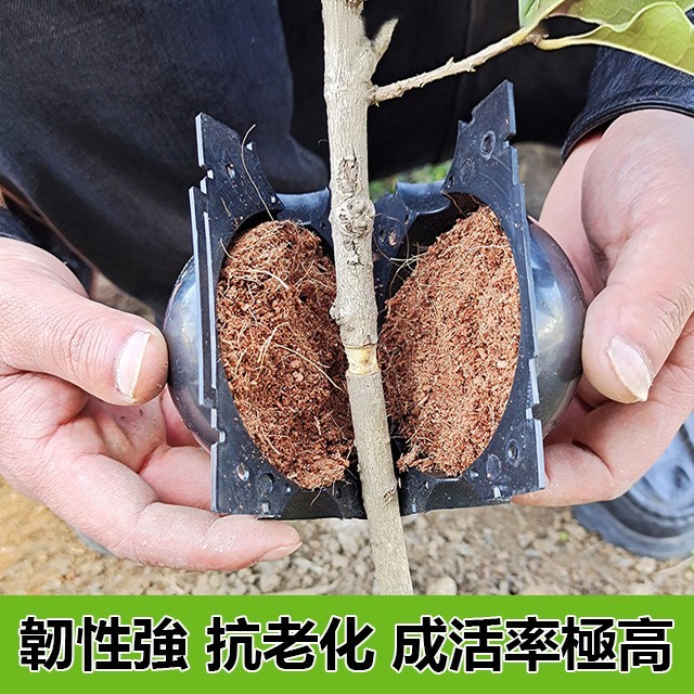植物高壓生根繁殖器扦插嫁接盒，價格低至39！高溫高壓、快速促生根係、成活率高